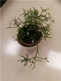 dda6ca54-Koraljni kaktus IMG_20181210_064024.jpg